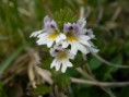 /album/natur/a09-jpg/