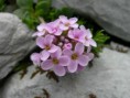 /album/natur/a14-jpg/