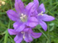 /album/natur/a21-jpg/